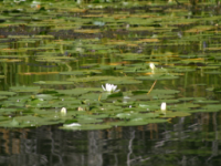 img_4997.jpg